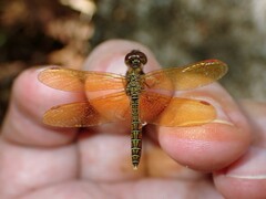 Perithemis domitia
