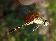 Erythrodiplax fervida