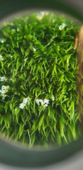 Dicranum flagellare