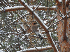 Garrulus glandarius