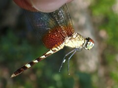 Erythrodiplax fervida