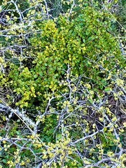 Pseudoziziphus celata