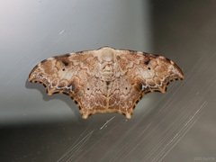 Strepsigonia affinis