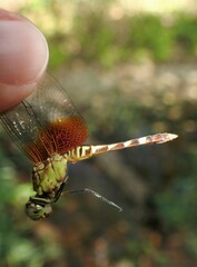 Erythrodiplax fervida