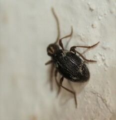 Ptinus