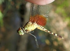 Erythrodiplax fervida