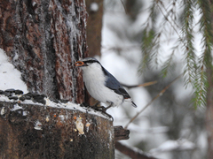 Sitta europaea