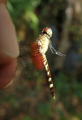 Erythrodiplax fervida