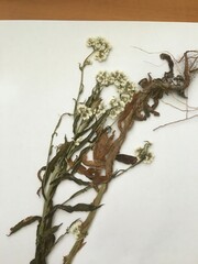 Gnaphalium philippii