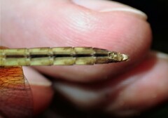 Erythrodiplax fervida