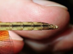 Erythrodiplax fervida