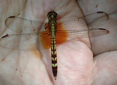 Erythrodiplax fervida