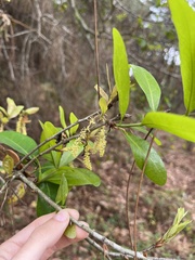 Quercus laurifolia