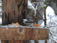 Poecile montanus