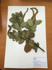 Escallonia pulverulenta