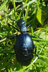 Meloe violaceus