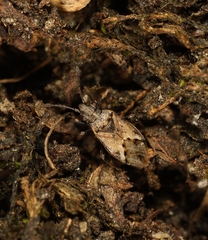Nysius huttoni