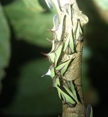 Umbonia ataliba
