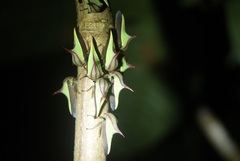 Umbonia ataliba