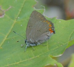 Satyrium titus