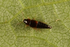 Tachyporus nitidulus