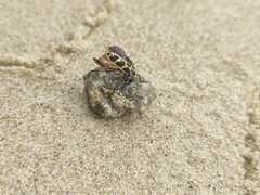 Astylus atromaculatus