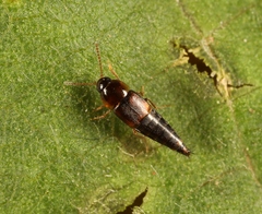 Tachyporus nitidulus