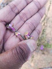 Polygala