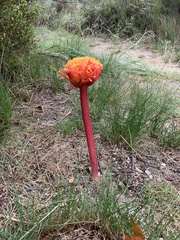 Haemanthus sanguineus