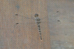 Bradinopyga strachani