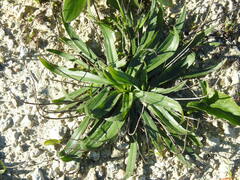 Plantago serraria