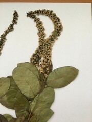 Escallonia pulverulenta