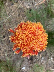 Haemanthus sanguineus