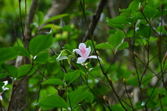 Rhododendron mariesii