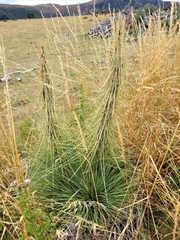 Aciphylla subflabellata