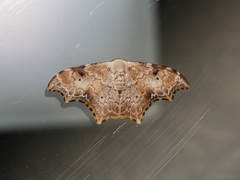 Strepsigonia affinis