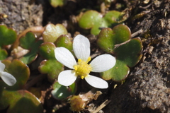 Ranunculus omiophyllus