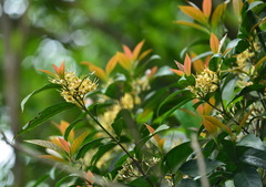 Aidia cochinchinensis