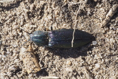Selatosomus aeneus