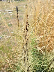 Aciphylla subflabellata