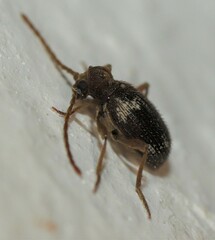 Ptinus