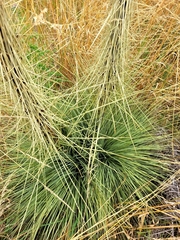 Aciphylla subflabellata