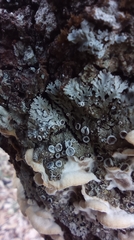 Physconia distorta