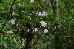 Rhododendron mariesii