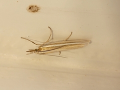 Orocrambus ramosellus