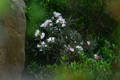 Rhododendron pseudochrysanthum