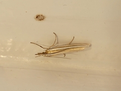 Orocrambus ramosellus