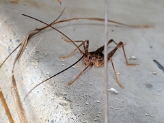 Pleioplectron simplex