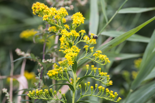 northern seaside goldenrod