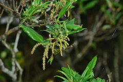 Quercus sessilifolia